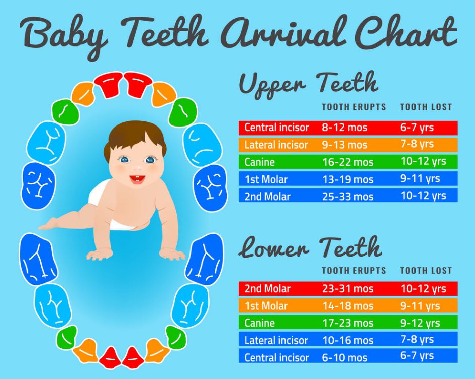 Infographic on when Baby Teeth Form